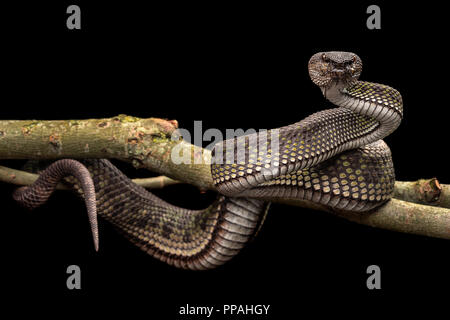 Trimeresurus purpureomaculatus / Pit Viper Mangrove Banque D'Images