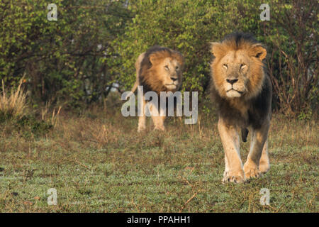 Deux lions mâles à marcher en direction de la caméra dans le Masai Mara, au Kenya, au petit matin Banque D'Images