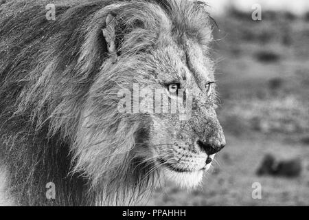 Portrait monochrome de male lion (Panthera leo), Maasai Mara, Kenya Banque D'Images