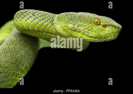 Trimeresurus / fucatus Pitviper Péninsule Siamois Banque D'Images