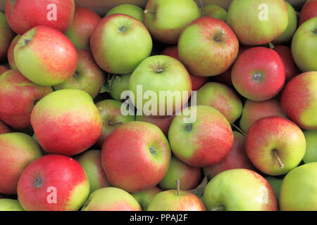 Apple, couronne d'Or, les pommes, Malus domestica, boutique de la ferme, l'affichage, des fruits comestibles, Banque D'Images