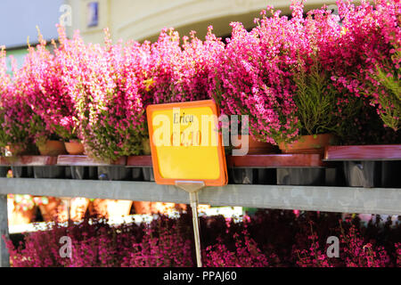 Calluna vulgaris rose en pot cultivé ou bruyère commune Fleurs de soleil, tonique Banque D'Images