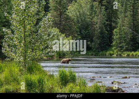 Grand mâle coastal Ours brun (Ursus arctos) traversant le fleuve russe sur une journée ensoleillée. La péninsule de Kenai, Alaska Banque D'Images