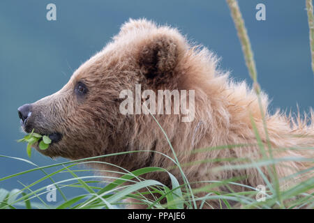 Ourson Brun côtières (Ursus arctos). Close up de tête et de manger une plante à fond bleu dans le lac Clark NP, Alaska Banque D'Images