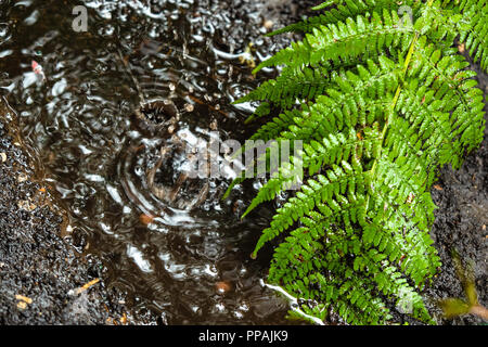 Des gouttes tombent dans la flaque profonde sur le jardin du pré en pluie d'automne Banque D'Images