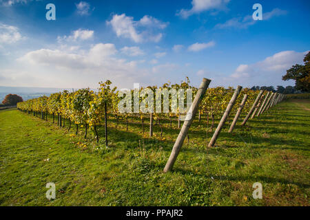 UPPERTON VIGNOBLE, Tillington, Petworth, Parc National des South Downs, West Sussex, UK. Octobre Banque D'Images