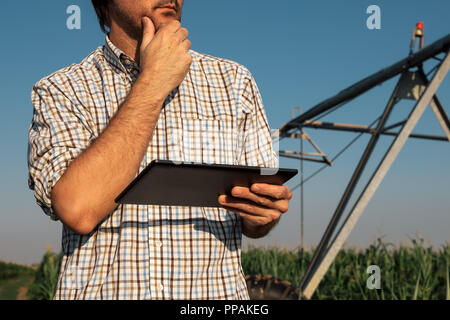 L'agriculteur concerné grave using tablet computer in cornfield avec système d'irrigation hors service pendant chaude journée d'été Banque D'Images