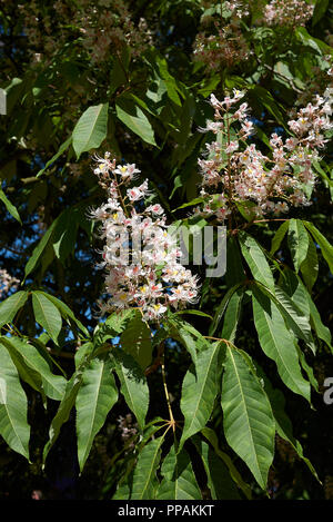 Aesculus indica blossom Banque D'Images