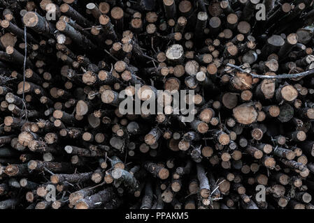 Close-up avec un tas de troncs d'arbres récemment récoltées d'une forêt allemande Banque D'Images