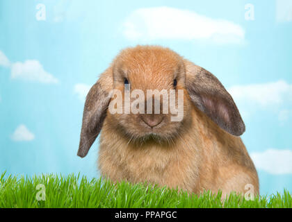 Portrait d'un brown lop oreilles lapin palomino in Green grass à directement à l'afficheur. Fond bleu ciel avec des nuages. Banque D'Images