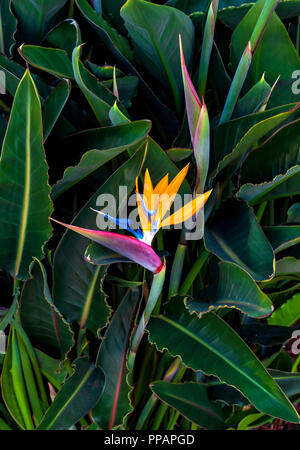 Oiseau de paradis avec fleur rouge vibrant jaune bleu et vert isolés contre une usine de feuilles vertes Banque D'Images