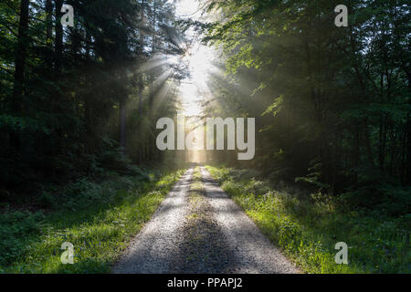 Route forestière avec des rayons de soleil et le matin, printemps, Vielbrunn, Odenwald, Hesse, Allemagne Banque D'Images