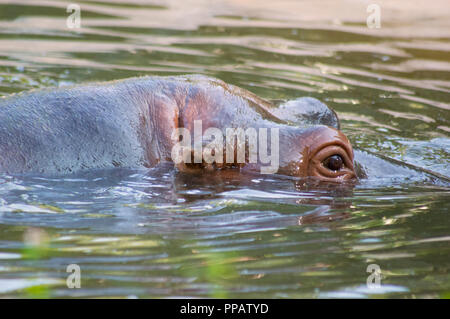 Hippo est immergé dans l'eau dans un zoo park Banque D'Images