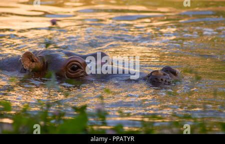 Hippo est immergé dans l'eau dans un zoo park Banque D'Images