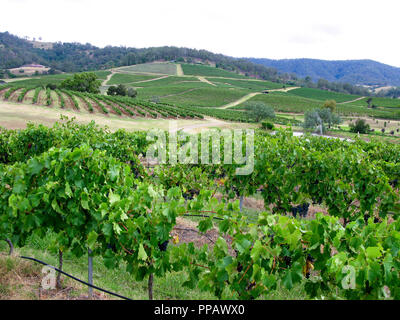HUNTER VALLEY Australie Nouvelle Galles du Sud est la région de la vigne Banque D'Images