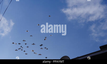 Les pigeons voler dans le ciel bleu avec des nuages voir à travers le toit. Banque D'Images