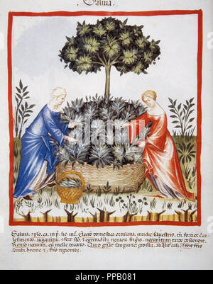 Tacuinum Sanitatis. Santé médiévale Manuel, datée d'avant 1400, la base d'observations d'ordre médical détaillant les aspects les plus importants d'aliments, de boissons et de l'habillement. Women picking la salvia. Miniature. Folio 37v. Banque D'Images