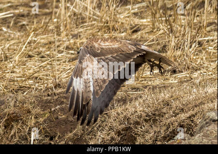 Long-legged buzzard, Buteo rufinus,Simiens Parc National, l'Ethiopie Banque D'Images
