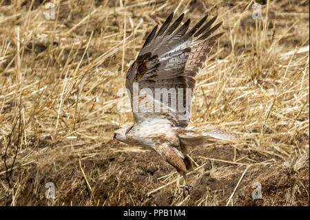 Long-legged buzzard, Buteo rufinus,Simiens Parc National, l'Ethiopie Banque D'Images