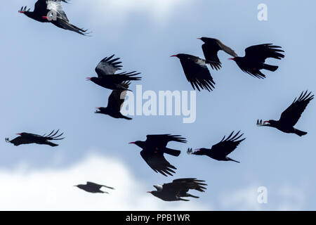 Simiens Parc National, de l'Ethiopie. Crave à bec rouge Pyrrhocorax pyrrhocorax, choughs, est un oiseau de la famille des corvidés, Banque D'Images