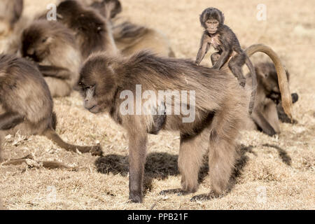 Maman exerçant son bébé. Babouin Gelada, singe vervet, Theropithecus gelada saignements aka-coeur monkey.Simiens,Parc National de l'Éthiopie Banque D'Images