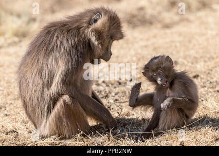 La mère et le nouveau-né. Babouin Gelada, singe vervet, Theropithecus gelada aka le saignement-coeur le singe. Simiens Parc National, de l'Ethiopie. Banque D'Images