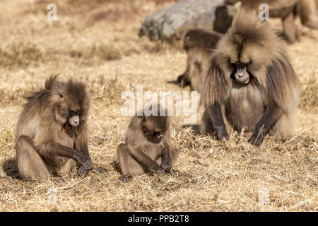 L'éraflure sol pour exposer les racines de l'herbe. Femelle adulte, enfant, adulte de sexe masculin. Le babouin gélada (Theropithecus gelada) aka le saignement-coeur le singe. Banque D'Images