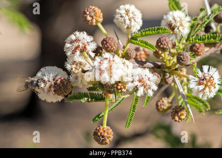 Les abeilles se nourrissent de fleurs, Acacia près de Gondar, Éthiopie Banque D'Images