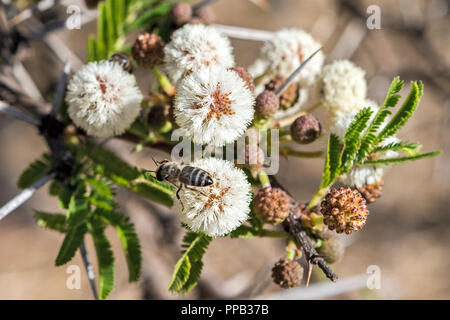 Les abeilles se nourrissent de fleurs, Acacia près de Gondar, Éthiopie Banque D'Images