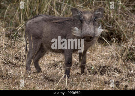 Commun juvénile phacochère, Phacochoerus africanus, montagnes de balle, de l'Éthiopie Banque D'Images