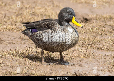 Canard à bec jaune, Plateau de Sanetti, montagnes de balle, de l'Éthiopie Banque D'Images