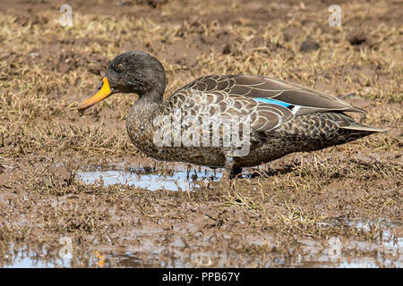 Canard à bec jaune, Plateau de Sanetti, montagnes de balle, de l'Éthiopie Banque D'Images