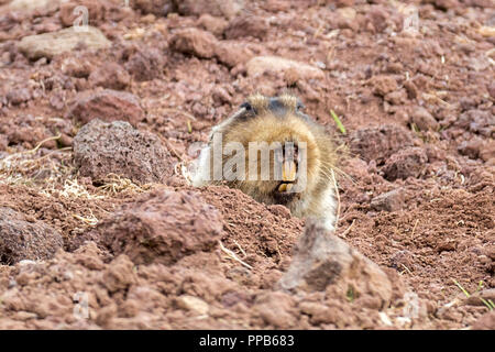 Mole-Rat géant, alias big-rats-taupes africains dirigés, racine-rat géant, de l'Afrique de l'Éthiopie, rats-taupes Tachyoryctes macrocephalus, au terrier, Sanetti Plateau, Banque D'Images