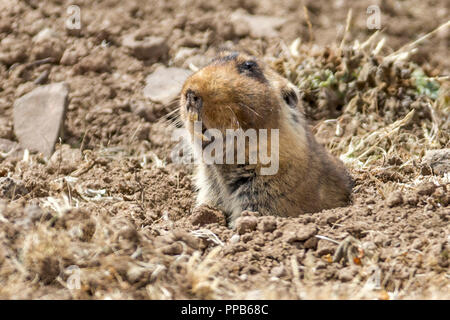 Mole-Rat géant, alias big-rats-taupes africains dirigés, racine-rat géant, de l'Afrique de l'Éthiopie, rats-taupes Tachyoryctes macrocephalus, au terrier, Sanetti Plateau, Banque D'Images