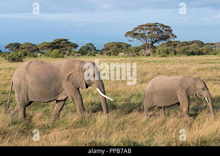 Les éléphants d'Afrique (Loxodonta africana), l'éléphant vache avec les jeunes, des animaux du parc national d'Amboseli, Kenya Banque D'Images