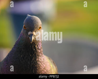 À la caméra par pigeon Banque D'Images