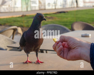 L'alimentation de l'homme oiseau pigeon avec sa main Banque D'Images