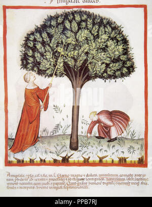 Tacuinum Sanitatis. Santé médiévale Manuel, datée d'avant 1400, la base d'observations d'ordre médical détaillant les aspects les plus importants d'aliments, de boissons et de l'habillement. La récolte aux agriculteurs des amandes. Miniature. Folio 18v. Banque D'Images