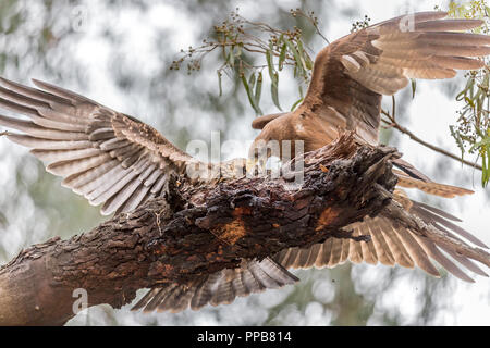 Yellow-Kite, Milvus aegyptius, avec des combats et d'alimentation des juvéniles sur un long-tailed cormorant (Reed). Columbina africanus, près de lac volcanique, Banque D'Images