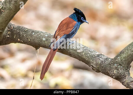 Les jeunes africains masculins Paradise Flycatcher, Terpsiphone viridis, près de lac volcanique, aka Bishoftu Debre Zeit, région d'Oromia, en Éthiopie, Banque D'Images