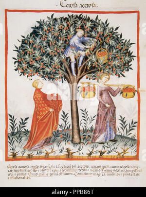 Tacuinum Sanitatis. Santé médiévale Manuel, datée d'avant 1400, la base d'observations d'ordre médical détaillant les aspects les plus importants d'aliments, de boissons et de l'habillement. Cueillir les cerises douces. Miniature. Fol. 12r. Banque D'Images