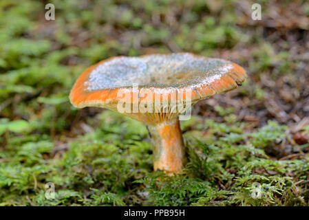 Faux lait safran-cap (Lactarius deterrimus), organe de fructification, le Parc National du Hohe Tauern, Carinthie, Autriche Banque D'Images