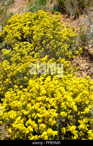 Tapis de fleurs sauvages éternelle jaune photographiée sur une promenade autour de Waverock, Hyden, WA, au sud ouest de l'Australie Banque D'Images