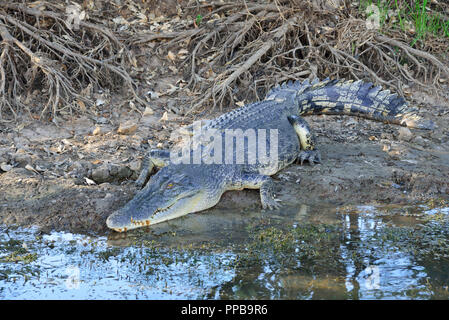 Grand crocodile d'eau salée se reposer sur les rives de l'eau Jaune,Billabong Kakadu, Territoire du Nord, l'extrémité supérieure, de l'Australie Banque D'Images