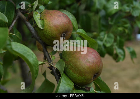 Belles poires rouge et verte accrochée à un arbre fruitier. Banque D'Images