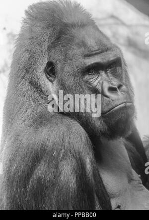 Portrait noir et blanc d'un mâle gorille de plaine de l'ouest (Gorilla gorilla) Banque D'Images
