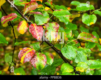 Feuilles de couleur humide de poirier sur Branch dans le parc en automne la pluie Banque D'Images
