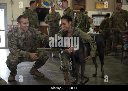 L'ARMÉE AMÉRICAINE Cpt. Richard Blair, vétérinaire, salue des U.S. Navy Master-at-Arms 1re classe Kristina Vargas, un chien de travail militaire (MWD) handler et Pponder MWD sur Camp Lemonnier, Djibouti, le 18 août 2018. Blair, Vargas et Pponder ont participé à la formation de secourisme en situation de combat pour les militaires. Banque D'Images