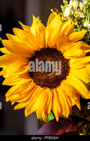 Close-up de fleurs de tournesol, Helianthus Banque D'Images