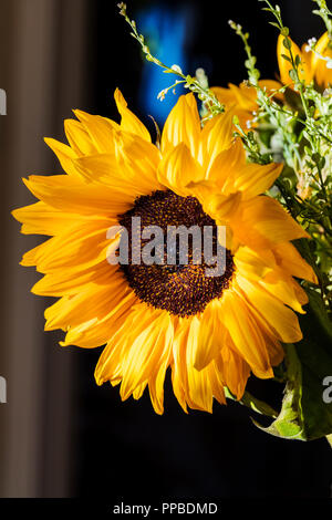 Close-up de fleurs de tournesol, Helianthus Banque D'Images